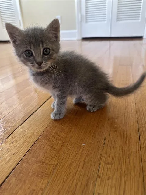 A baby small-sized male Domestic Short Hair cat named Ash for adoption in Charlotte, NC
