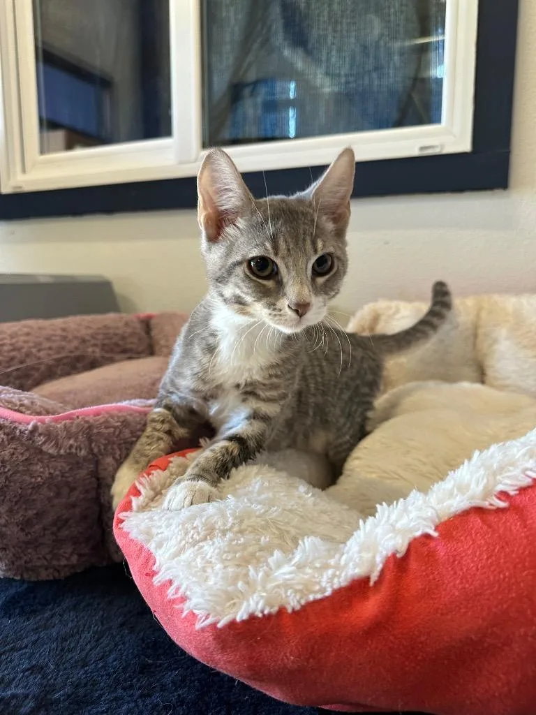 Rey @PetSmart Walker Rd