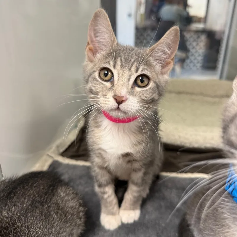 Rey @PetSmart Walker Rd thumbnail 2