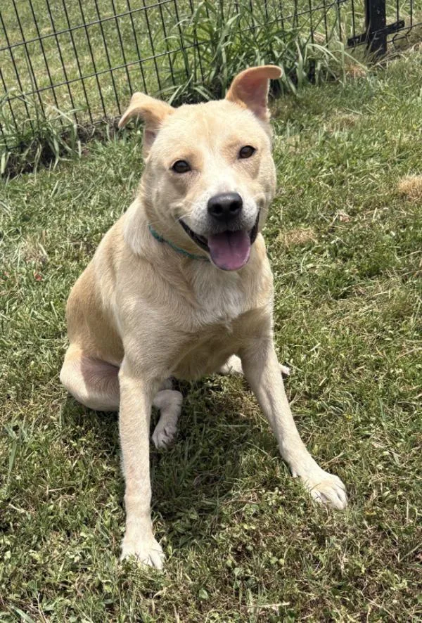 An adult large-sized female Labrador Retriever dog named Chleo for adoption in Virginia Beach, VA
