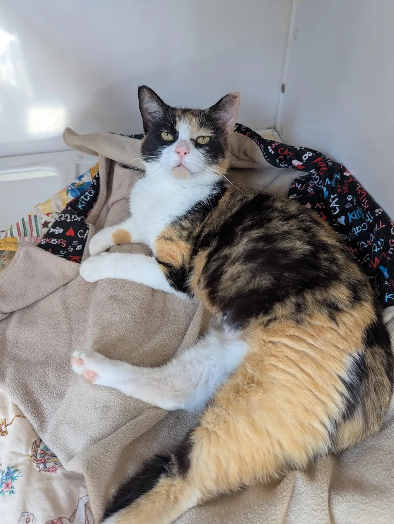 An adult medium-sized female Domestic Short Hair cat named Daisy for adoption in Oconto, WI