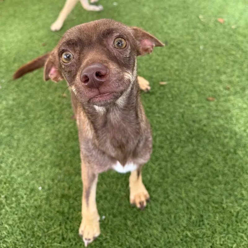 An adult small-sized male Chihuahua dog named Chico for adoption in LOXAHATCHEE, FL