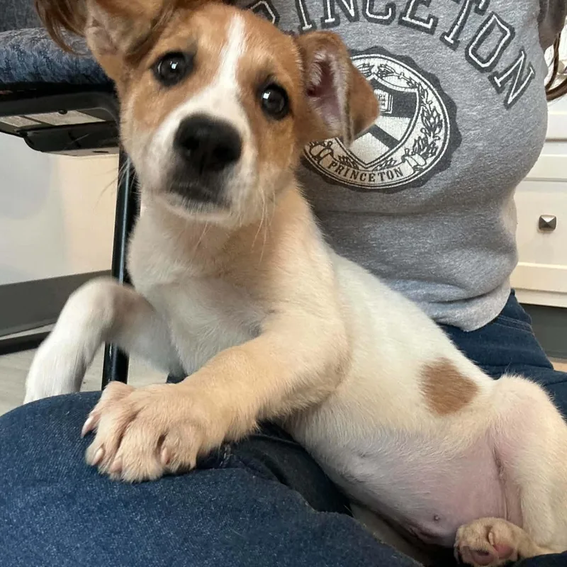 A baby medium-sized female Shepherd dog named Bellini for adoption in Danbury, CT