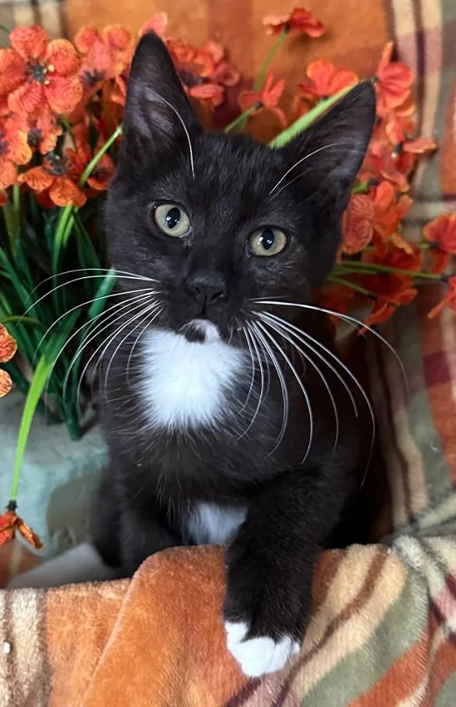 A baby small-sized male Domestic Short Hair cat named Zippy for adoption in Stillwater, OK