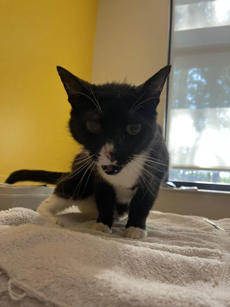 A senior small-sized female Black & White / Tuxedo Domestic Short Hair cat named Ophelia for adoption in Raleigh, NC