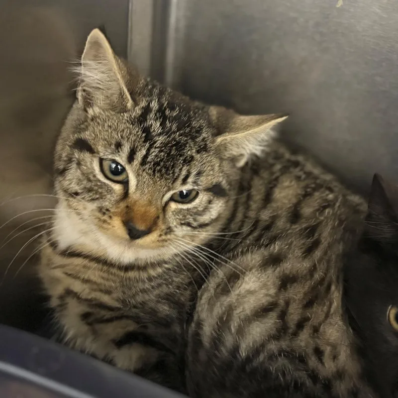 A baby small-sized female Black Domestic Short Hair cat named Snickerdoodle for adoption in Chehalis, WA