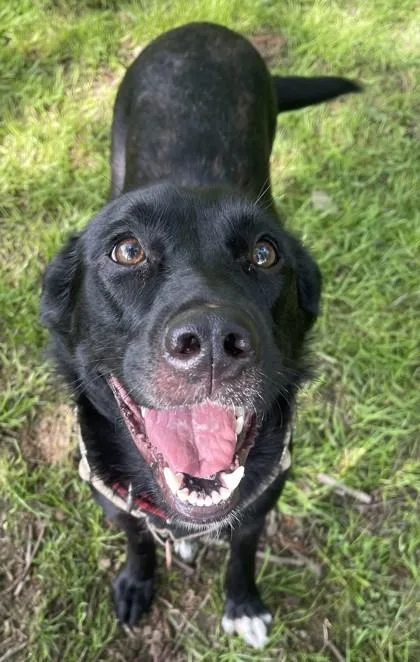 An adult large-sized female Black Mixed Breed dog named Delilah for adoption in Stanwood, WA