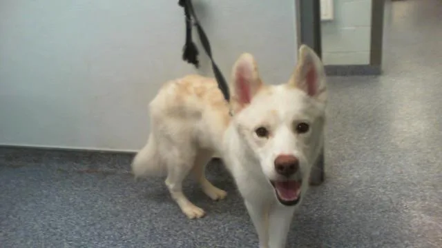 An adult medium-sized male Siberian Husky dog named Humphrey for adoption in Charlotte, NC