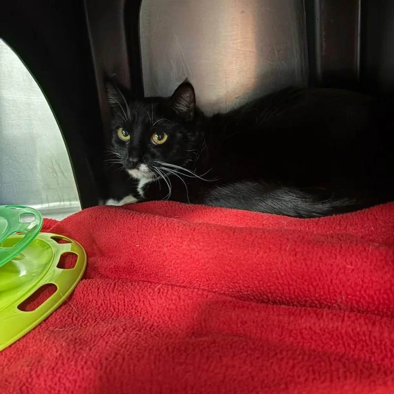 An adult medium-sized female Black Domestic Short Hair cat named Margaret for adoption in Spokane, WA