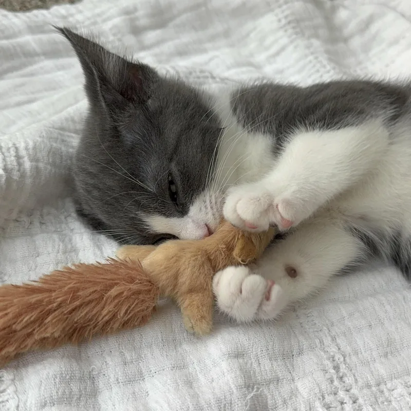 A baby small-sized male Gray & White Domestic Short Hair cat named Greyson for adoption in Yorba Linda, CA