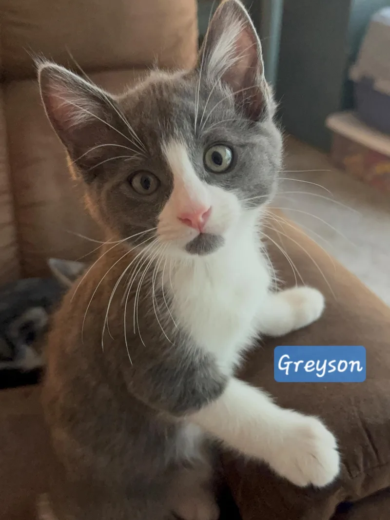 Greyson thumbnail 3