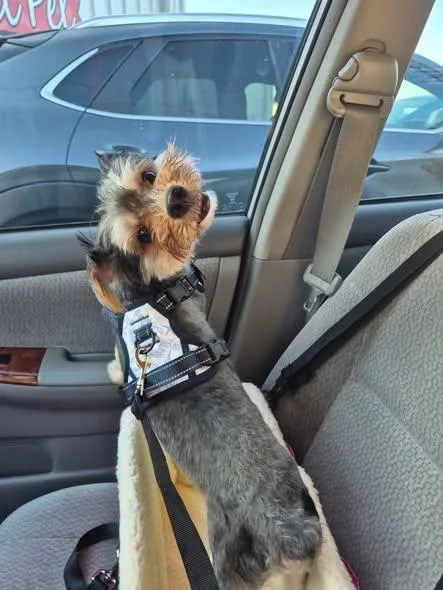 A young small-sized male Yorkshire Terrier dog named Buddy for adoption in Matthews, NC