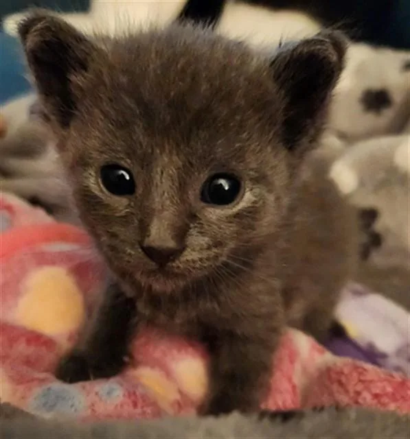 A baby small-sized male Domestic Short Hair cat named Nathaniel for adoption in Fort Lauderdale, FL