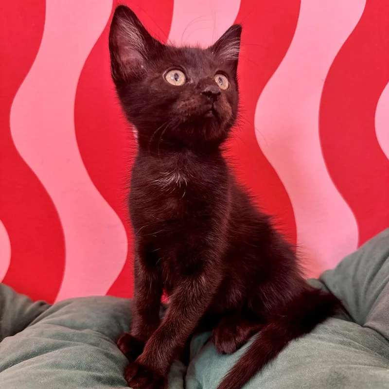 A baby small-sized male Black Domestic Short Hair cat named Vanta for adoption in Forest Park, IL