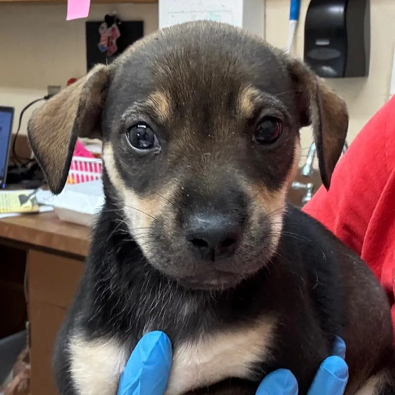 A baby small-sized female Black Shepherd dog named Lueza for adoption in Birmingham, AL