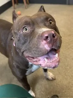 A young large-sized female Brown / Chocolate Pit Bull Terrier dog named Pudgie for adoption in Cleveland, OH