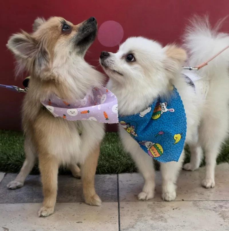 Max And Nala thumbnail 2