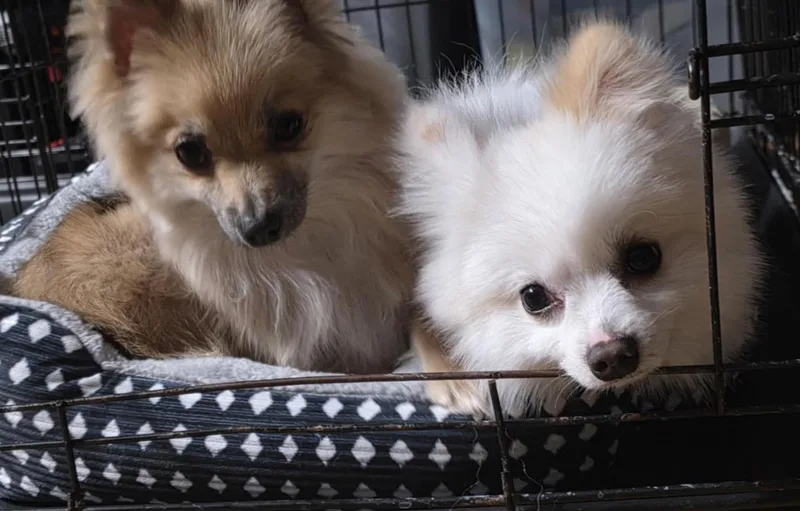 Max And Nala thumbnail 3