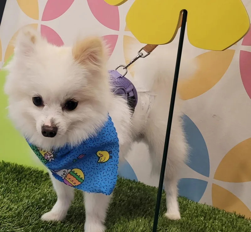 Max And Nala thumbnail 6