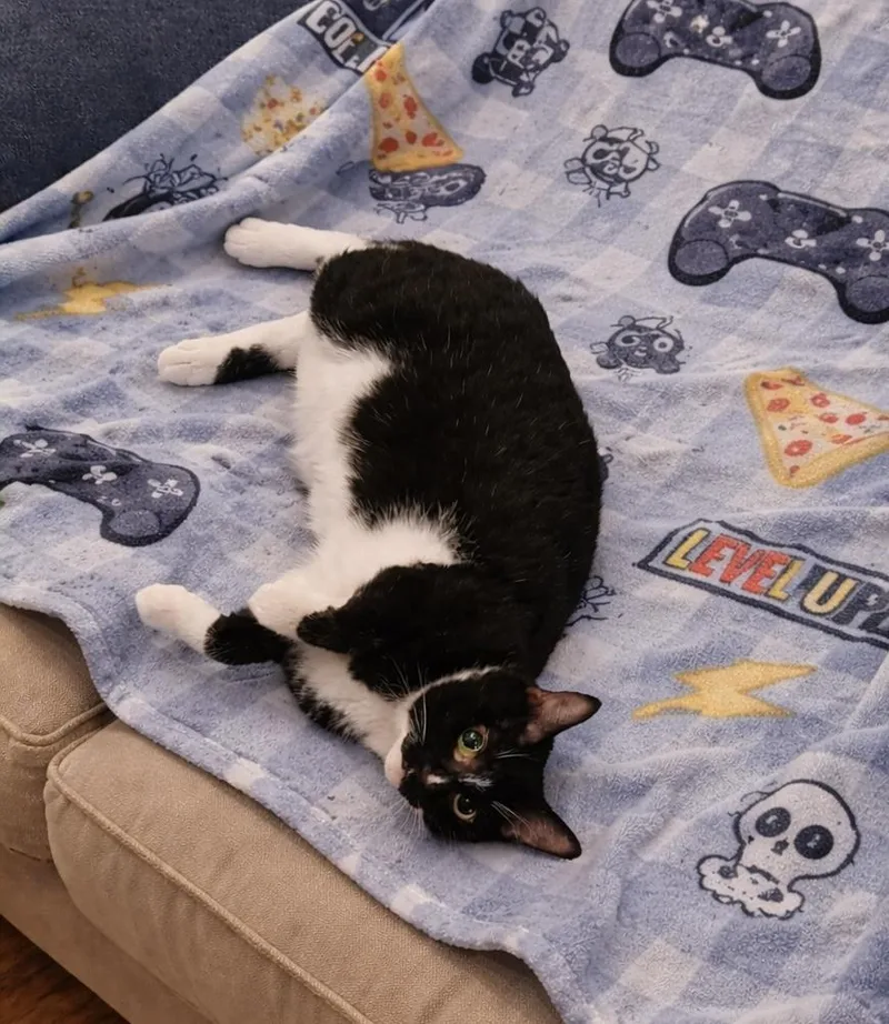 Dubs =^.^= thumbnail 2