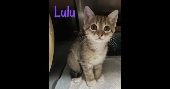 A baby small-sized female Domestic Short Hair cat named Lulu for adoption in Ruskin, FL