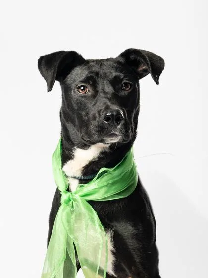 A young medium-sized female Mixed Breed dog named Gracie for adoption in Atlanta, GA