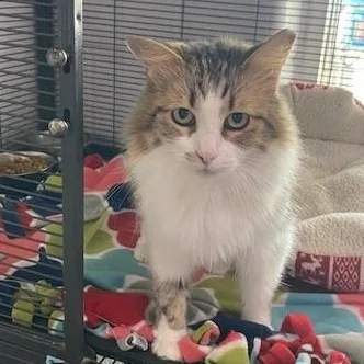 An adult medium-sized female Calico Domestic Long Hair cat named Fluffy for adoption in Allegan, MI