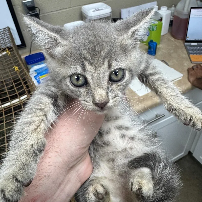 A baby small-sized female Gray / Blue / Silver Domestic Short Hair cat named Clover for adoption in Madisonville, KY