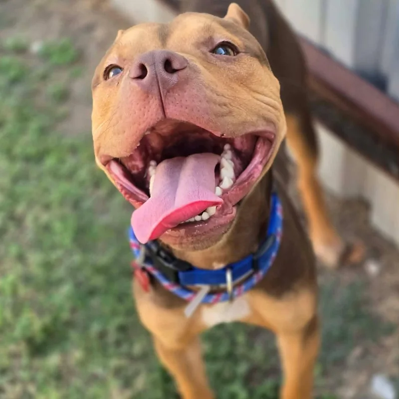 Peanut