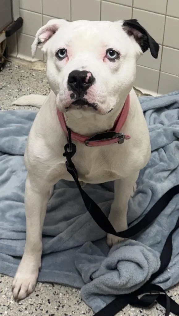 A young large-sized female Pit Bull Terrier dog named Sarora for adoption in Saint Clairsville, OH