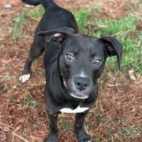 A young medium-sized male Black Mixed Breed dog named Roman for adoption in Auburn, NH