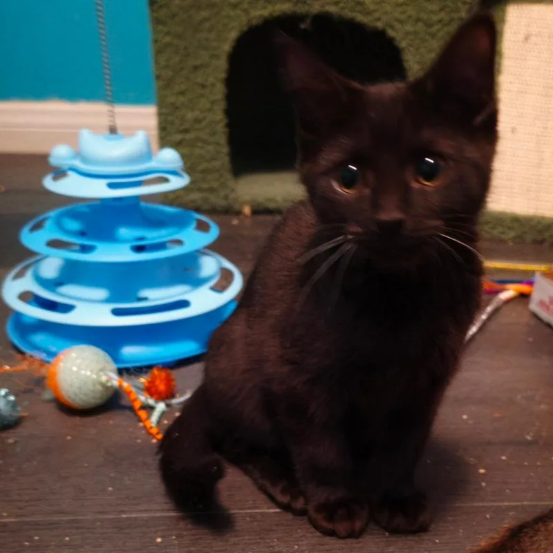 A baby medium-sized male Black Domestic Short Hair cat named Pixar for adoption in Las Vegas, NV
