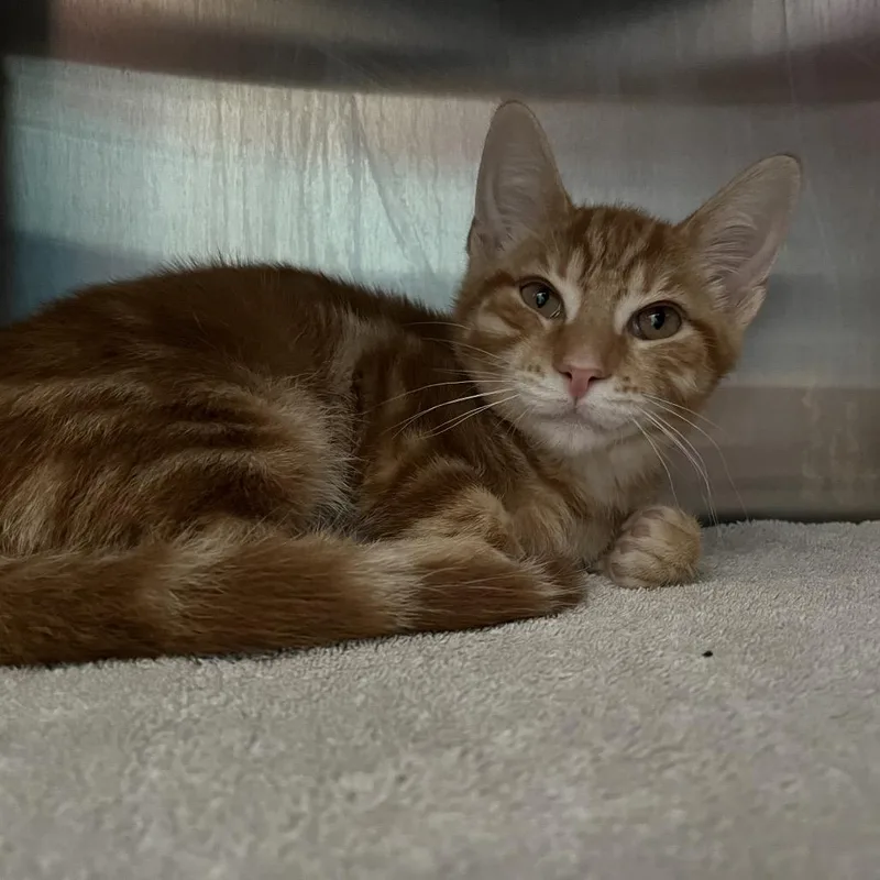 A baby small-sized male Orange / Red Domestic Short Hair cat named Swirly for adoption in Philadelphia, PA