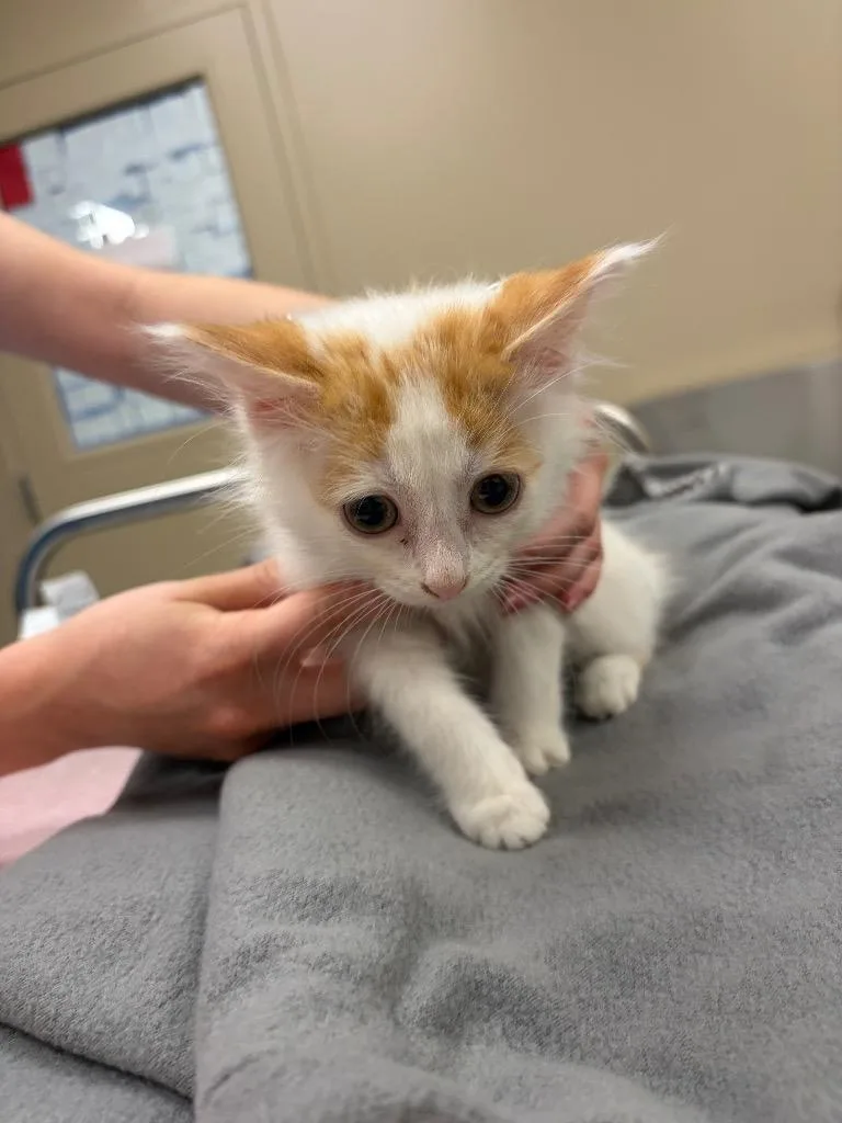 A baby small-sized male Domestic Medium Hair cat named Button for adoption in Liverpool, NY