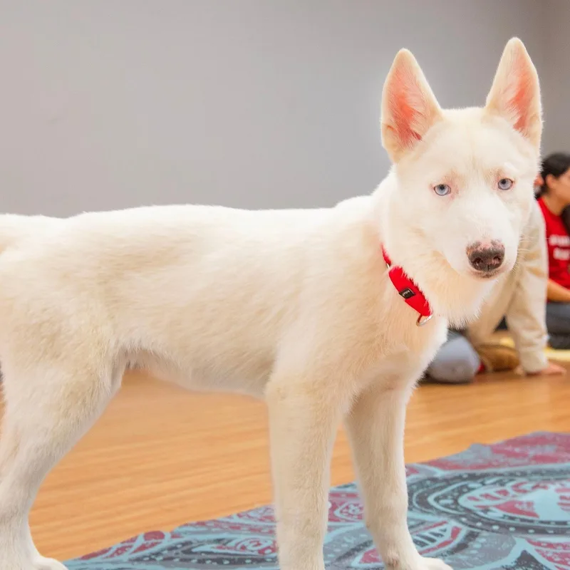A baby medium-sized female White / Cream Siberian Husky dog named Ellie for adoption in North Haledon, NJ