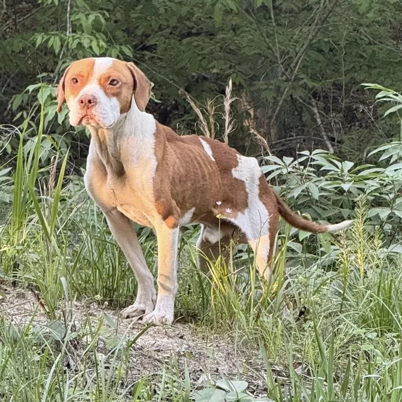 An adult medium-sized male Red / Chestnut / Orange Mixed Breed dog named Carl for adoption in Hamilton, GA
