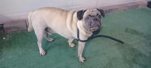 An adult medium-sized male Pug dog named Chocho for adoption in Baldwin Park, CA