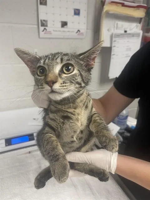 A baby small-sized female Domestic Short Hair cat named Sanpellegrino for adoption in Easton, MD