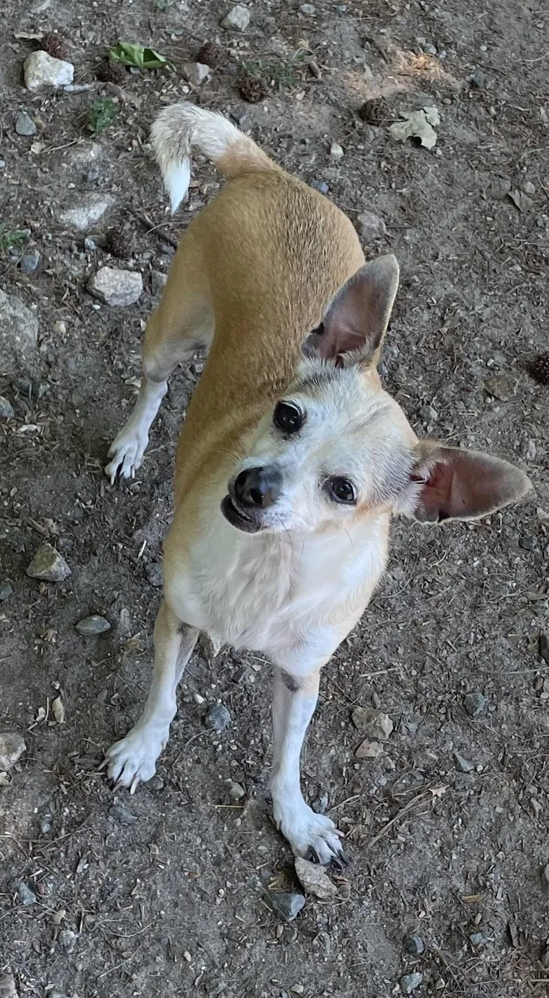 An adult small-sized female White / Cream Chihuahua dog named Daisy Duke for adoption in Heathsville, VA