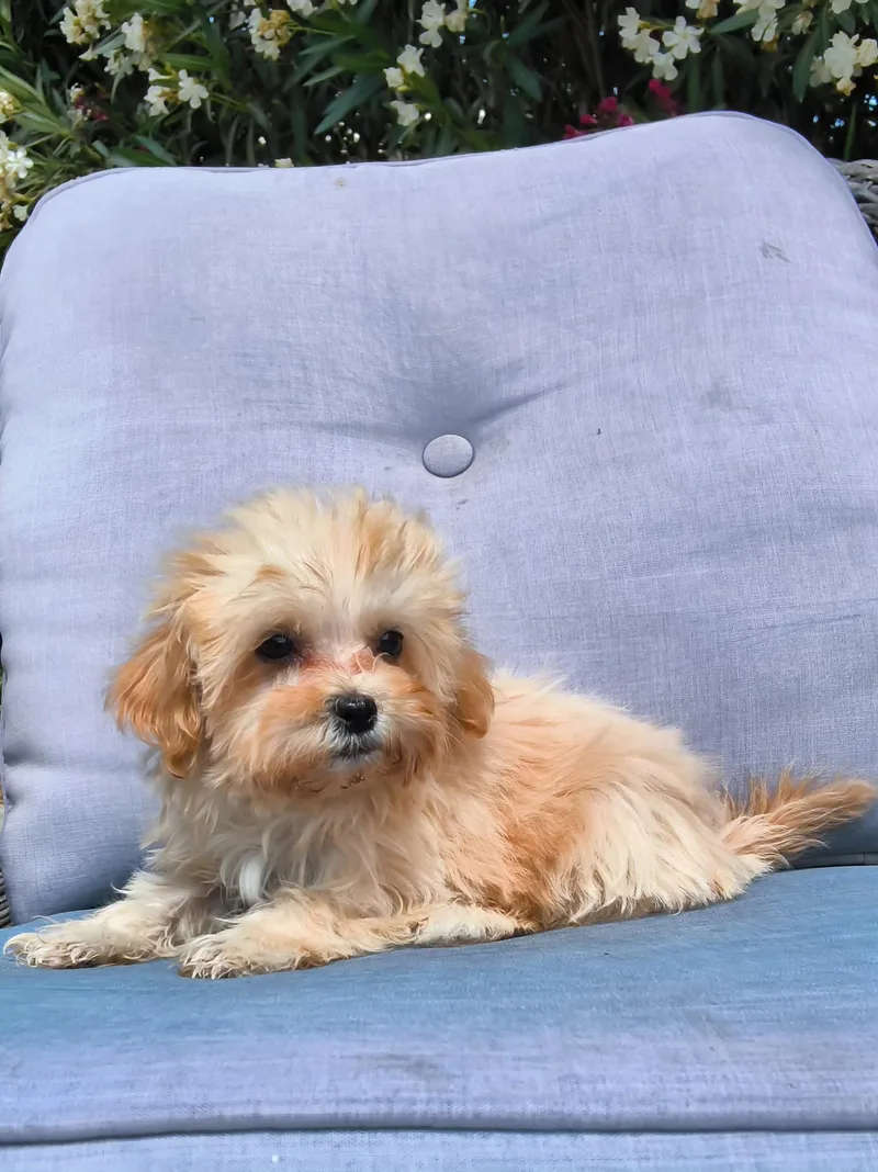 A baby small-sized female Golden Malshi dog named Rennie for adoption in ontario, CA