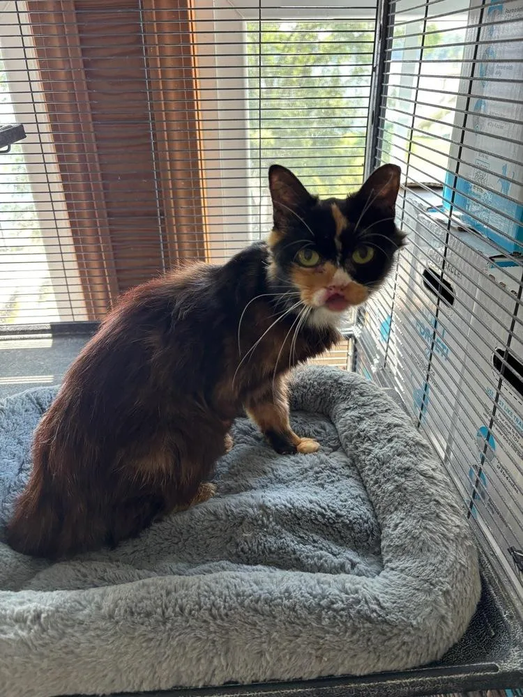 Seraphina thumbnail 2