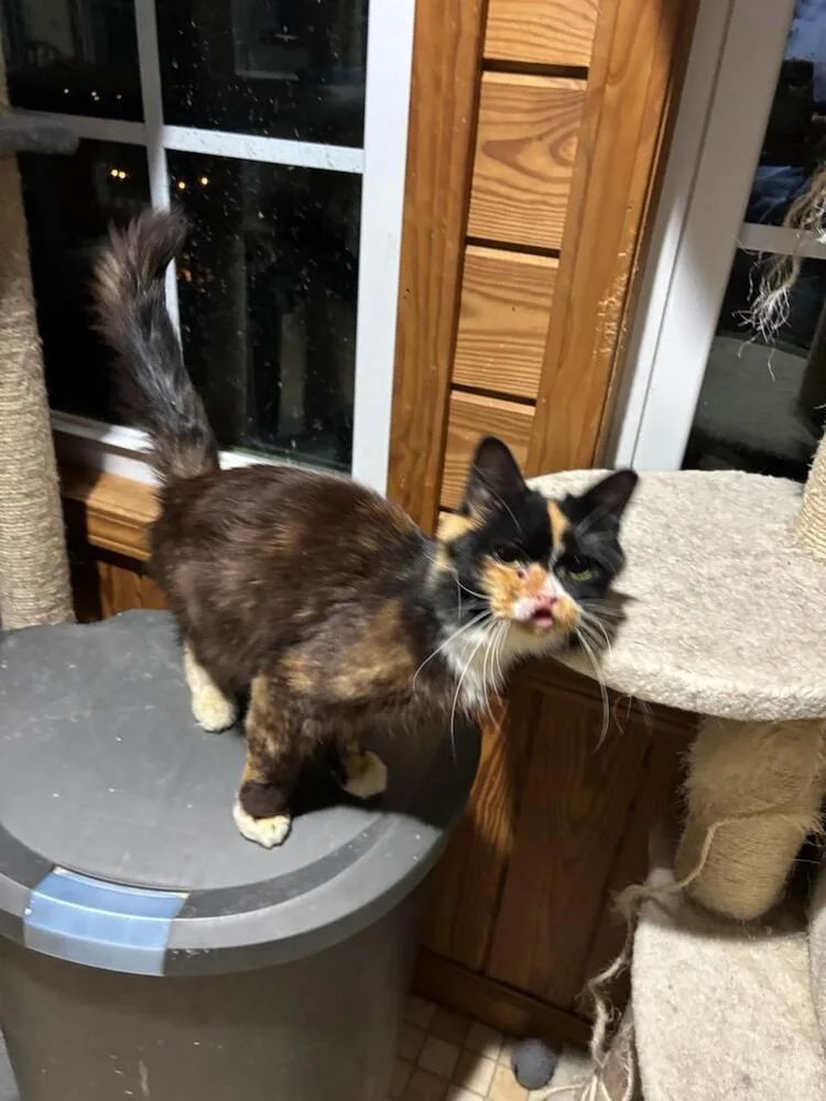 Seraphina thumbnail 4