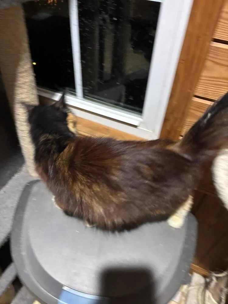 Seraphina thumbnail 6