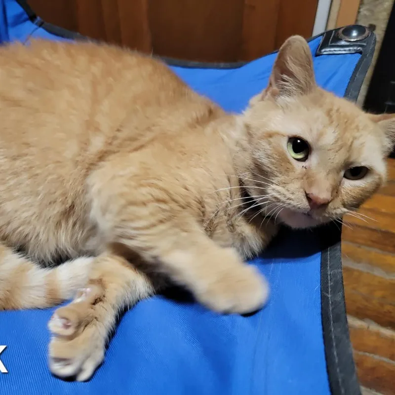 An adult small-sized female Orange / Red Domestic Short Hair cat named Brook for adoption in Frederick, MD