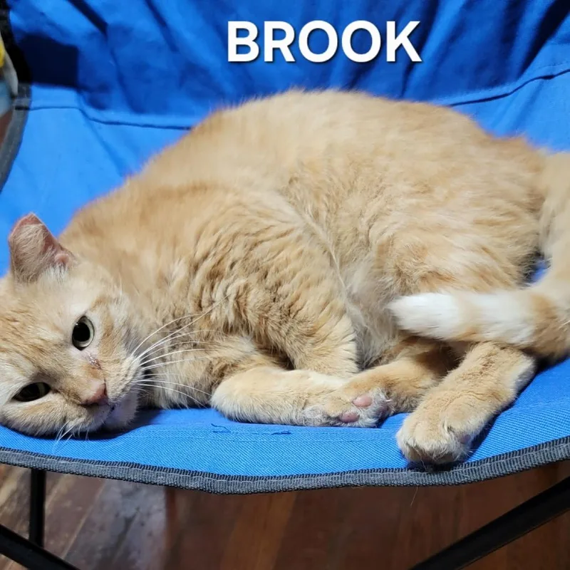 Brook thumbnail 2