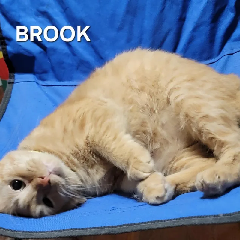 Brook thumbnail 3