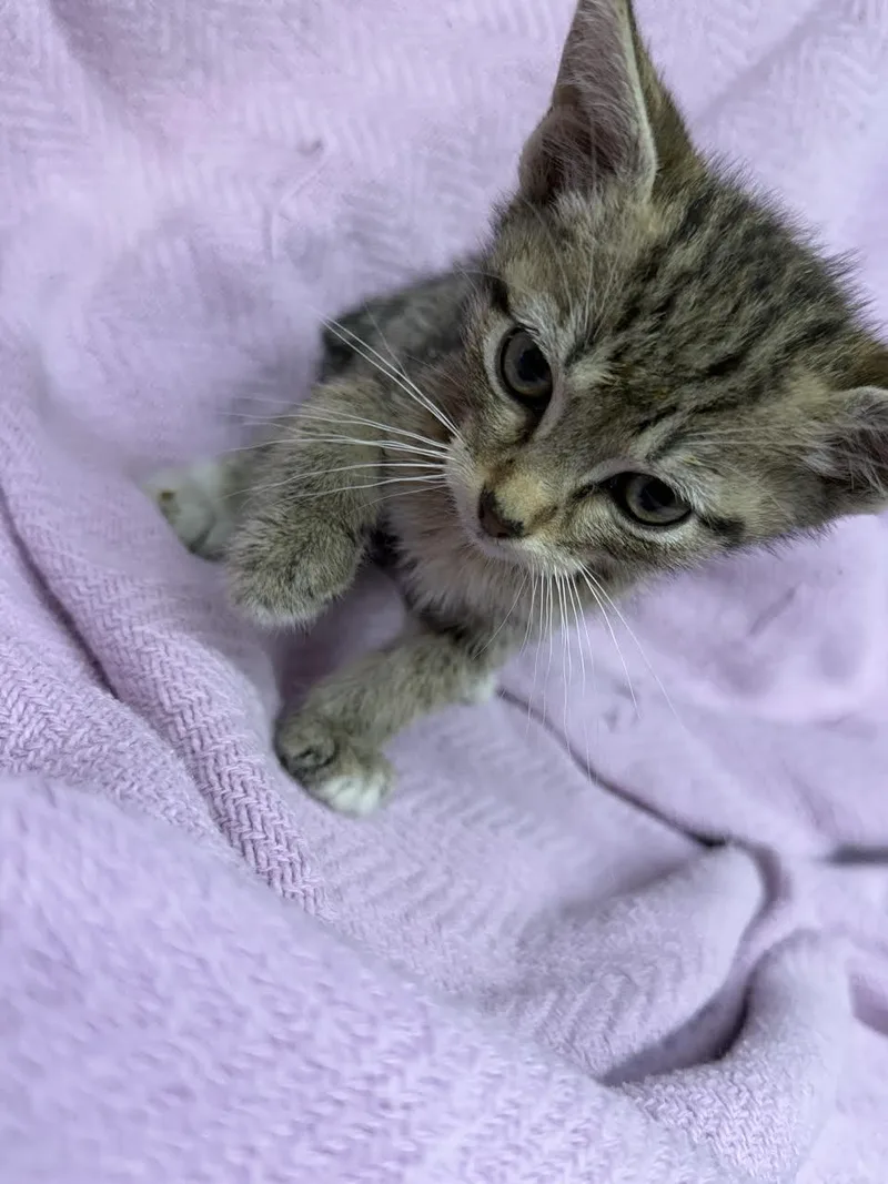 A young small-sized female Tabby (Brown / Chocolate) Domestic Short Hair cat named Tulip for adoption in Oakdale, CA