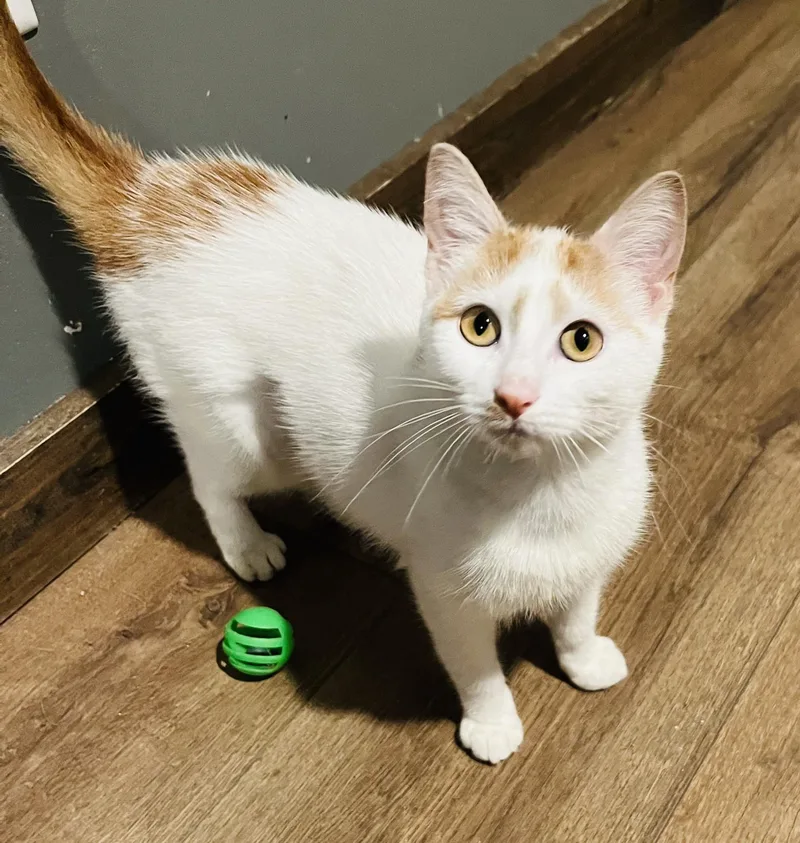 A baby medium-sized female Domestic Short Hair cat named Twinkie for adoption in St. Clair, MI