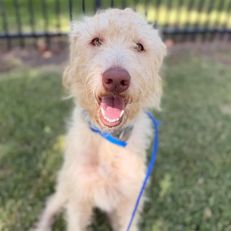 An adult medium-sized male White / Cream Labradoodle dog named CT Shaggy for adoption in Stormville, NY
