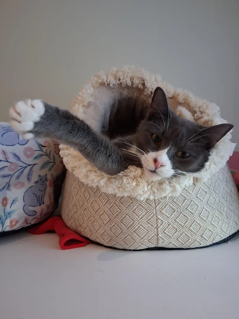 A young medium-sized female Gray / Blue / Silver Domestic Short Hair cat named Daisy for adoption in Rochester, NY